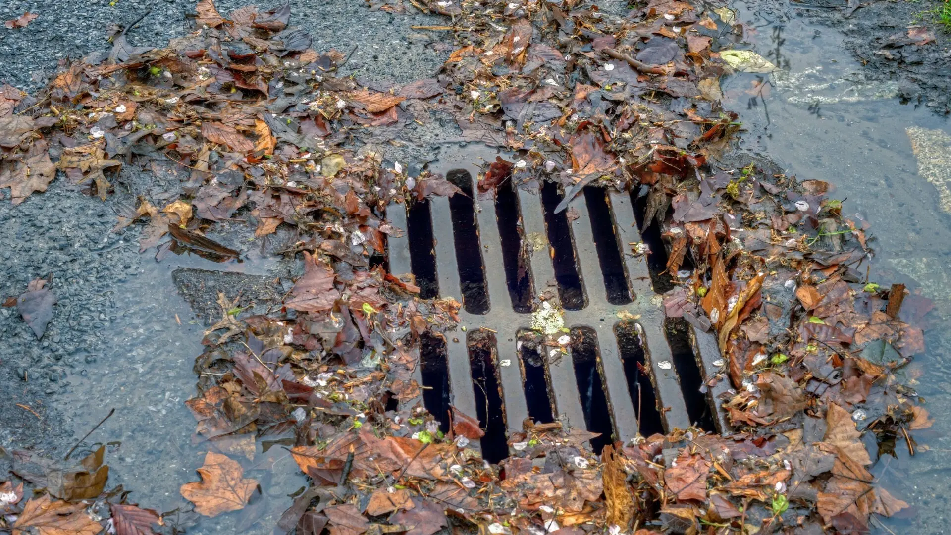 blocked storm water drain holland park